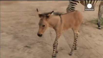 Rare Zebra-Donkey ‘Zonkey’ Baby Born In Mexico