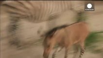 Bébé animal ultra rare : croisement entre un âne et un zèbre. Magique!