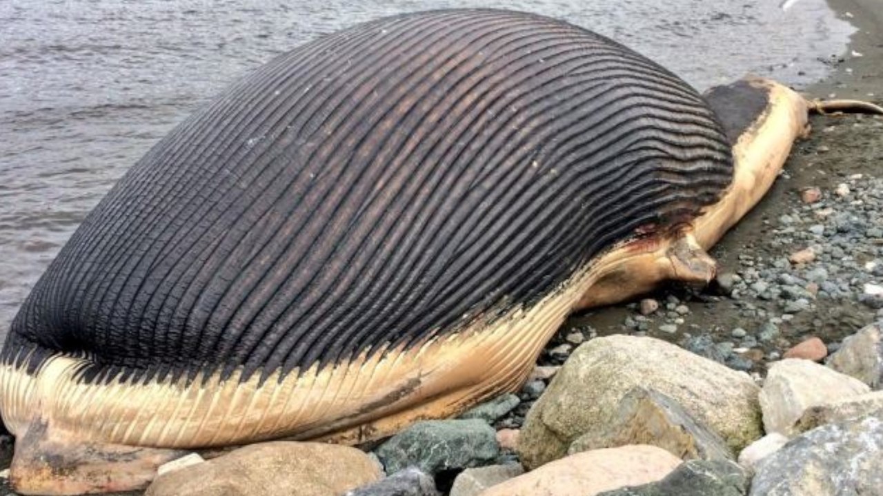 Fishing Town Lives in Fear of Beached Whale Explosion