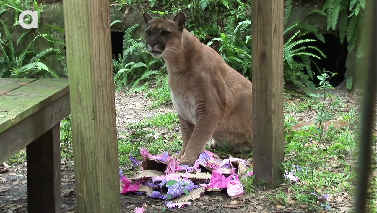 BIG Cats VS Piñatas!