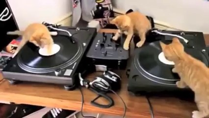 3 chatons se prennent pour des DJs #cute