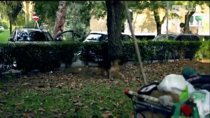 Il commissario rex 17x10 - l'iniziazione