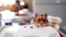 Hamster Eating Tiny Burritos Is The Cutest Thing Ever