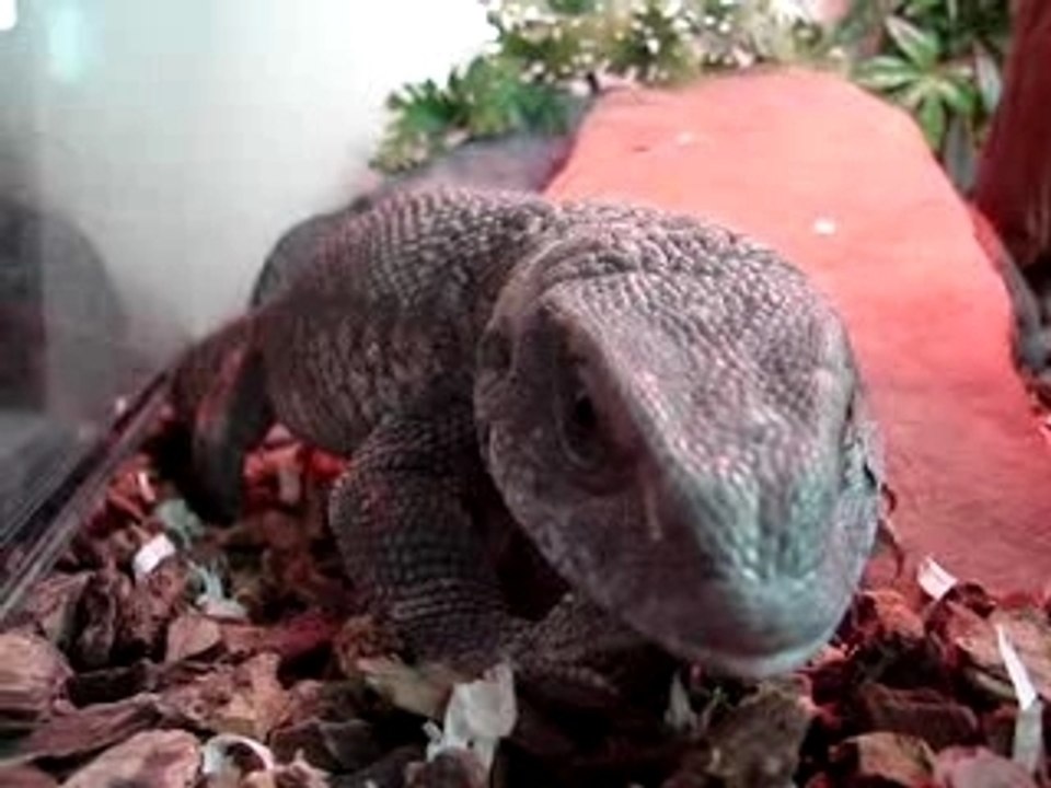 Varan qui a la haine!!!