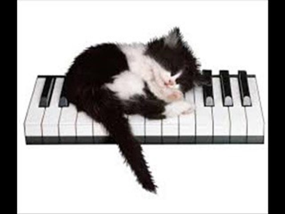 Au paradis des chats