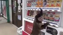 Bu maymunun yaptıklarına inanamayacaksınız!