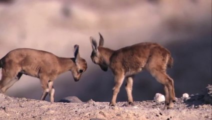 Yavru Dağ Keçisinin Yaşam Mücadelesi