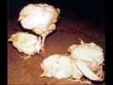 Chuzun k safed dast (Pullorum ) disease in poultry chicks Dr.Ashraf Sahibzada