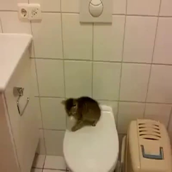 Kedinin böylesi