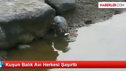 Kuşun Balık Avı Herkesi Şaşırttı