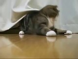 株式会社AS GROUPオススメ！　カーテンの中で遊ぶ猫　おもしろ動画