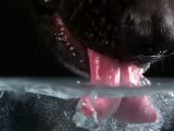 Secret Life of Dogs- Alsatian dog drinking water in ultra slow motion