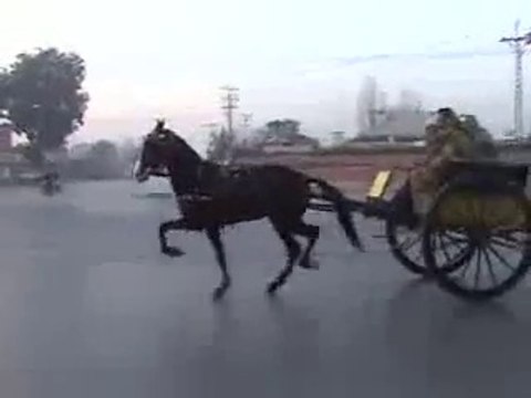 shahid gujjar horse rawalpindi(owner shahid gjuuar)