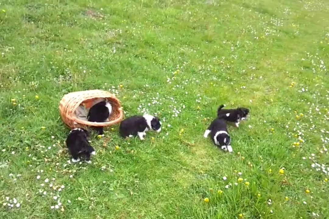 The Cute Dwarfs Puppies