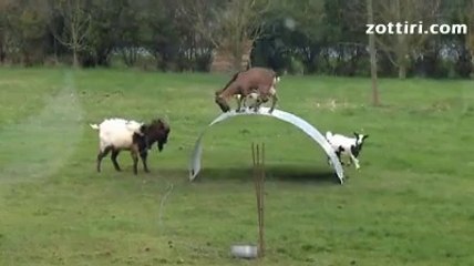 Oyun Oynayan Keçiler