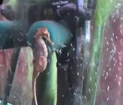 Deniz Atının Doğum Anı