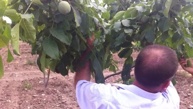 Altay ceviz 4 yaşında dallar meyveden kırılıyor.... 0 532 672 46 27