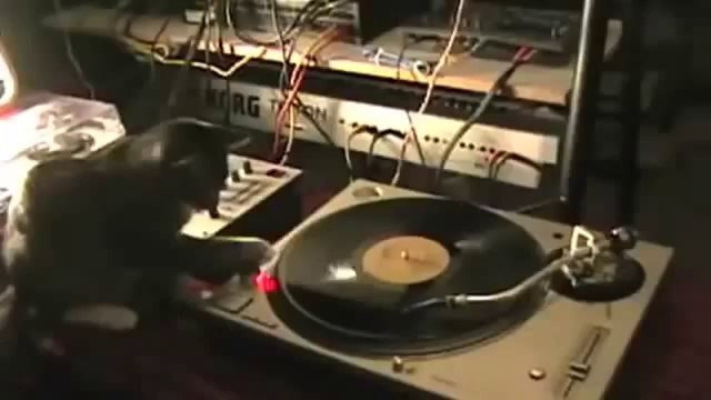 インベスター・ネットワークス東海おススメ！ネコのおもしろハプニング動画