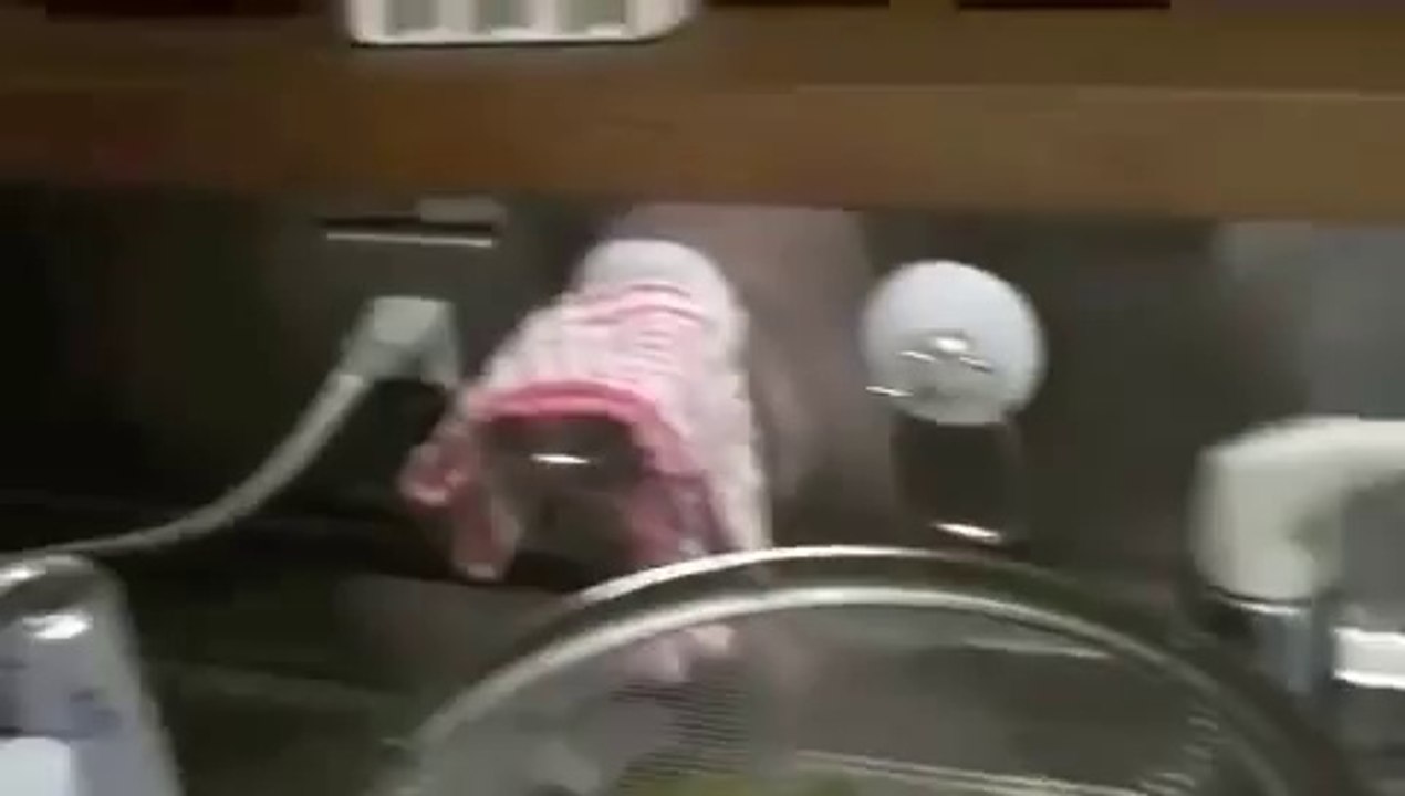 東日本インベスター・ネットワークスおススメ！玉ねぎで泣いちゃった猫　おもしろ動画