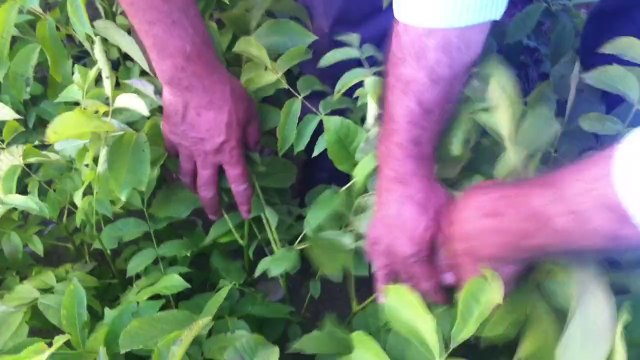 Altay ceviz 6 aylık meyveye yatmış 0 532 672 46 27