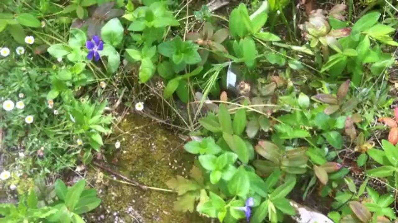 La chasse aux oeufs