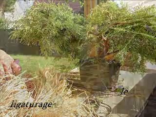 bonsai ne saurait mentir