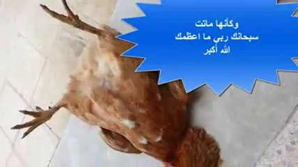 Allah name effect of chicken