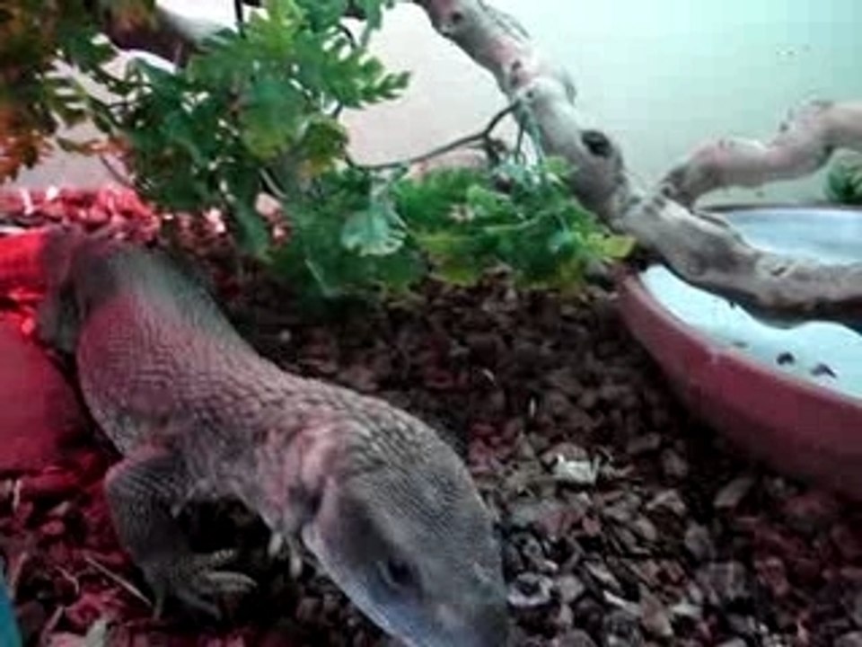 "fais le bau"...trip ac mon varan!!!mdrr