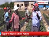 İşçiler 1 Mayıs'ı Tarladı Kutladı