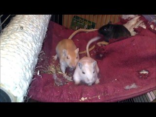 Moustik, Black et leurs copains - 30 avril 2014