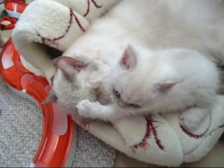 Miss Minipli ärgert ihren Papa