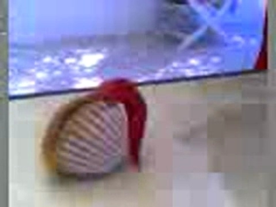 Le coquillage vivant