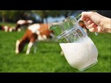 Dairy animals ki Milking mufeed Tips Dr.Ashraf Sahibzada 1.5.2014
