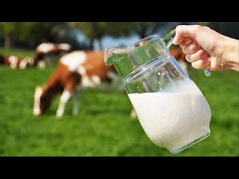 Dairy animals ki Milking mufeed Tips Dr.Ashraf...