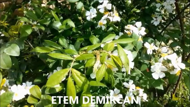 ŞİMDİ UZAKLARDASIN ZEKİ MÜREN