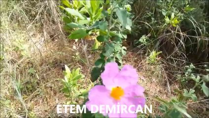 VEDA BUSESİ ZEKİ MÜREN