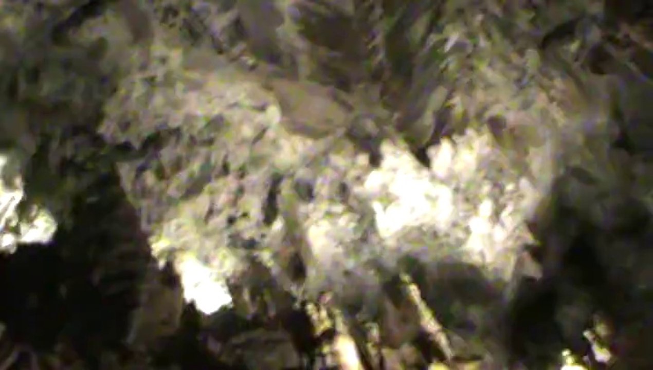 Penn's Cave