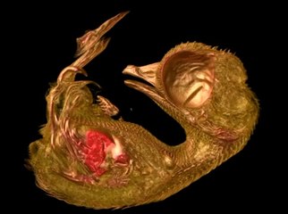 10 günlük bıldırcının yumurta da ki gelişimi