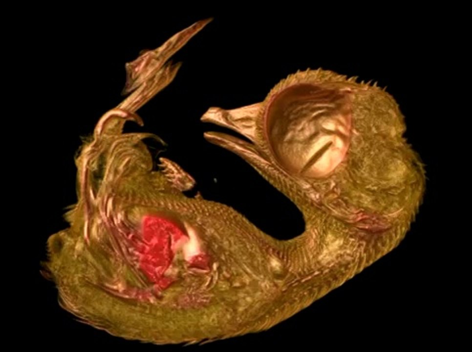 10 günlük bıldırcının yumurta da ki gelişimi