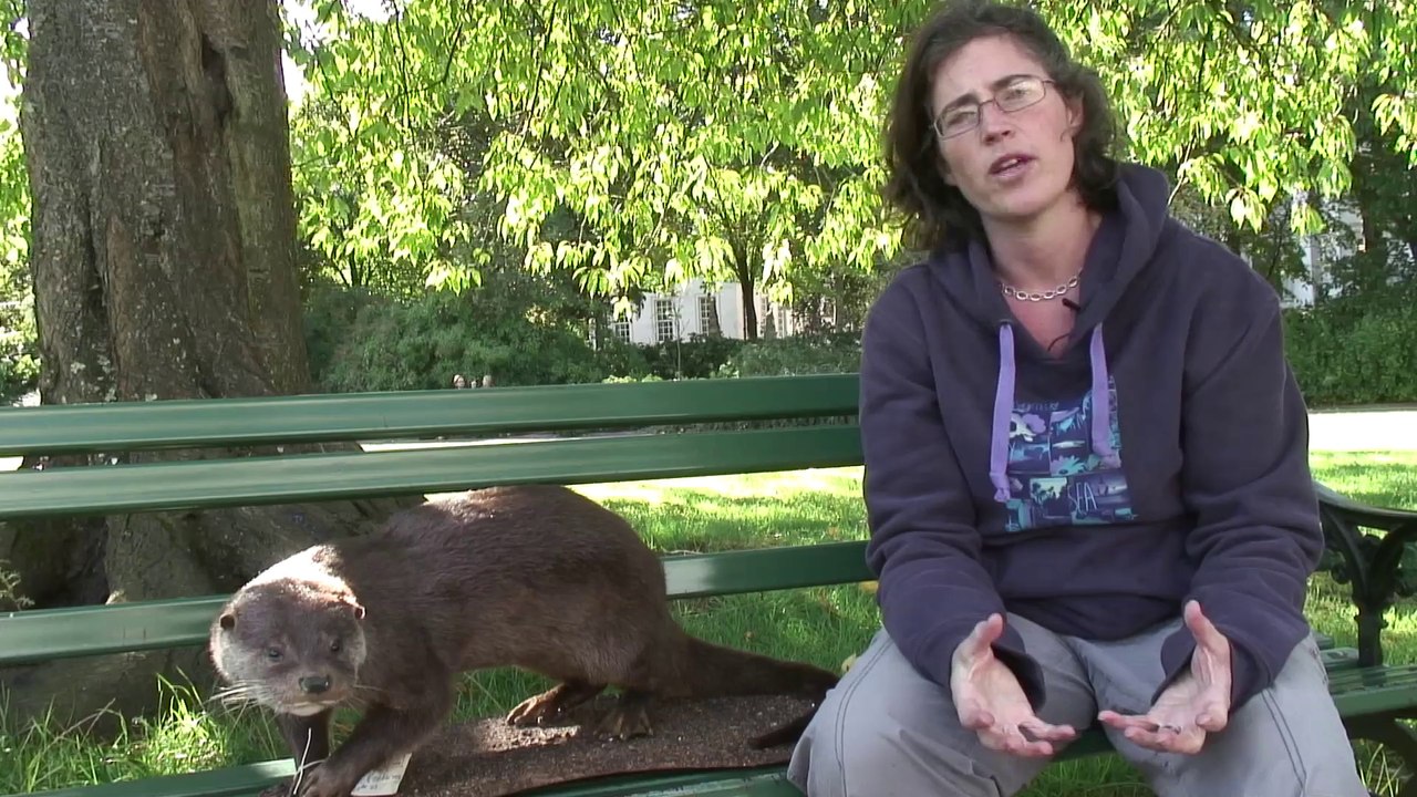 Monitoring pollution with otters