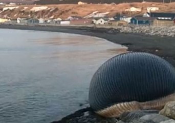 Rotting Whale Carcass Concerns Locals