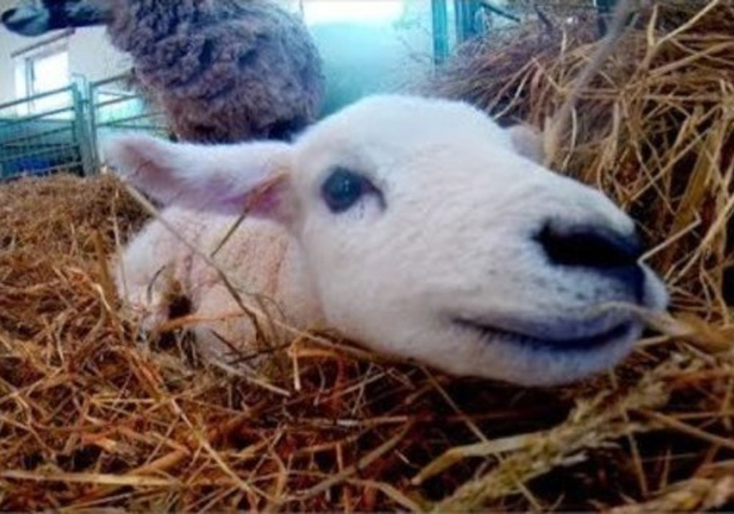 Lambs Just Wanna Have Fun
