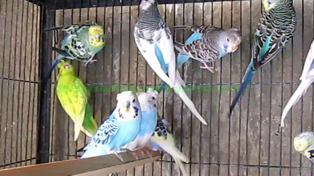 Crested Budgies of Syed Ovais Bilgrami