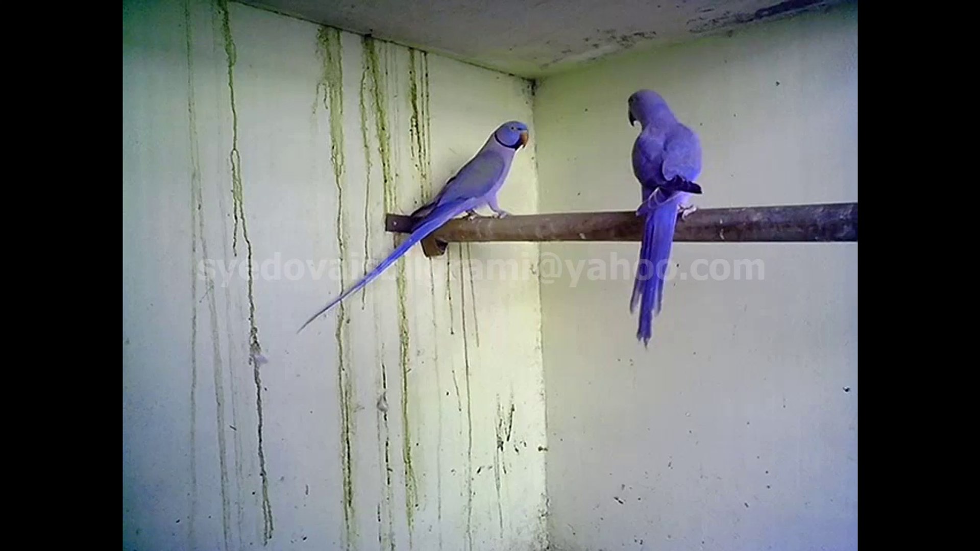 Violet 2024 indian ringneck