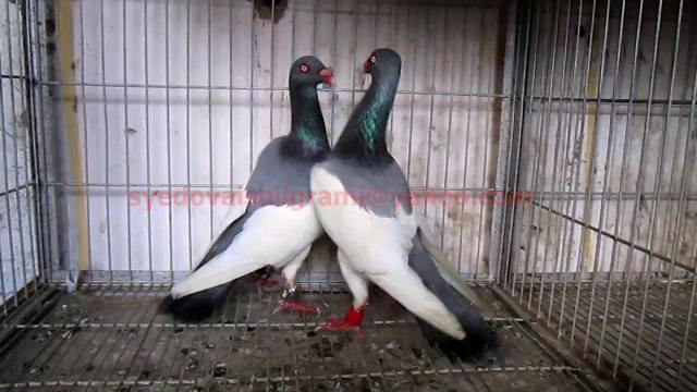 Danish Tumbler Pigeons of Syed Ovais Bilgrami