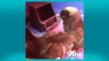 Vine Pets™ ◄ Tuesday, May 1st, 2014 ★ Vine Compilation