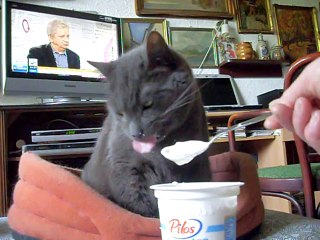 Grecki jogurt to dla Dymki cymes