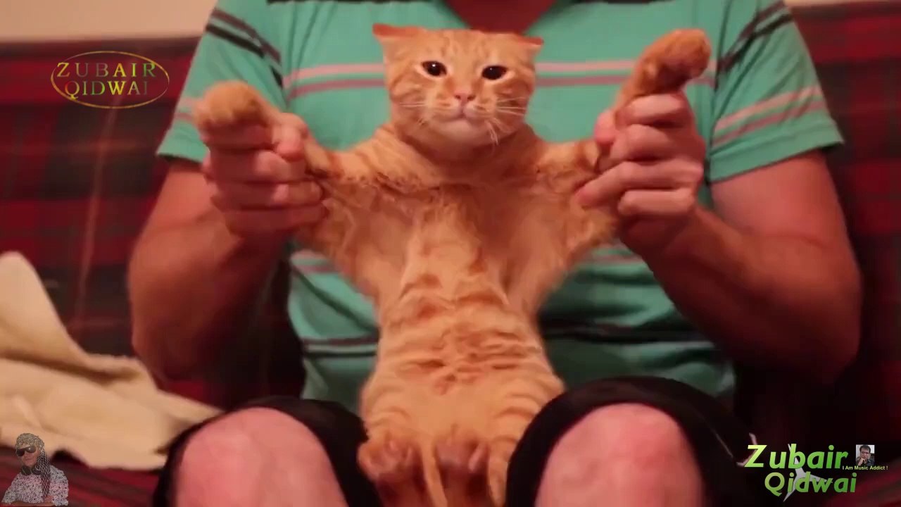 Hindi Song Pe Cat Dance