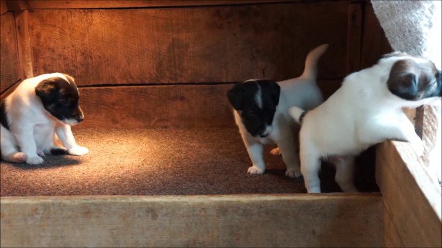 chiots fox terriers poil lisse nés le 04 avril 2014 : âgés de 3 semaines