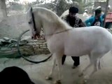 amazing horse dance (zahid rafiq tanga maker rawalpindi)
